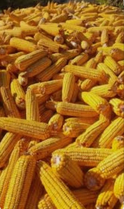 Porumb stiuleti 2025