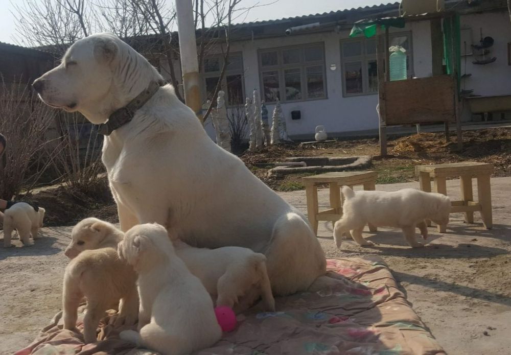 Щенки алабай готовятся к продаже