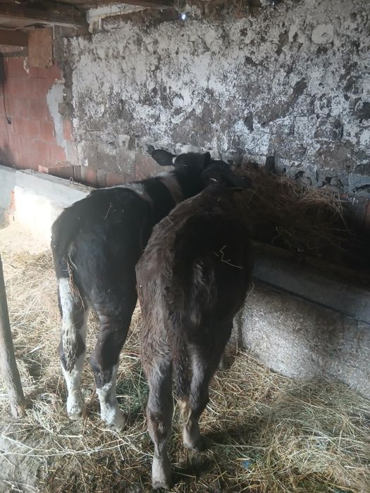 Vițeii de vânzare