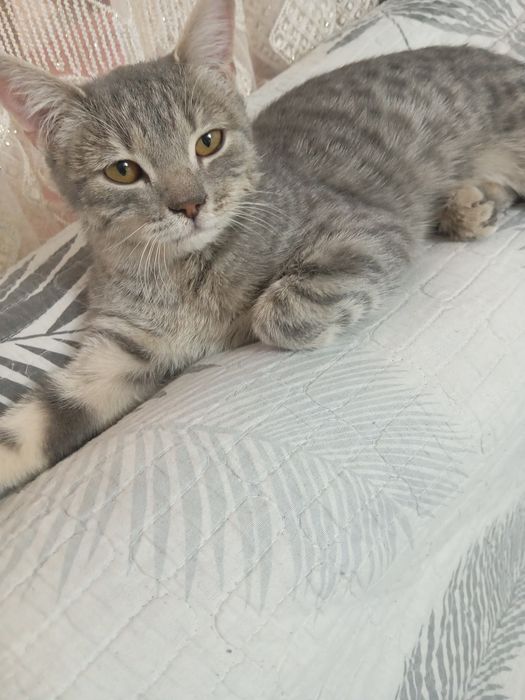 Hadyaga mehribon aqilli mushuk