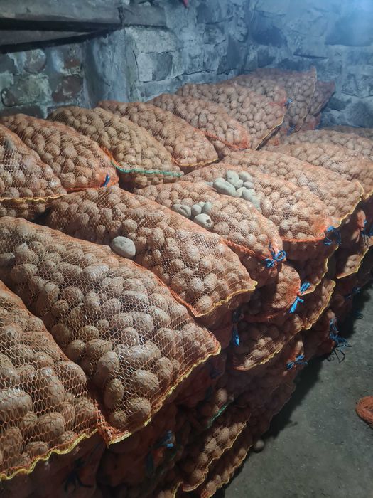 Cartofi de samante alb si rosu