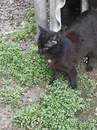 Черны красивые милый котик