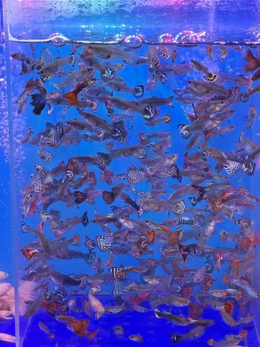 Гуппи мальчики и девочки