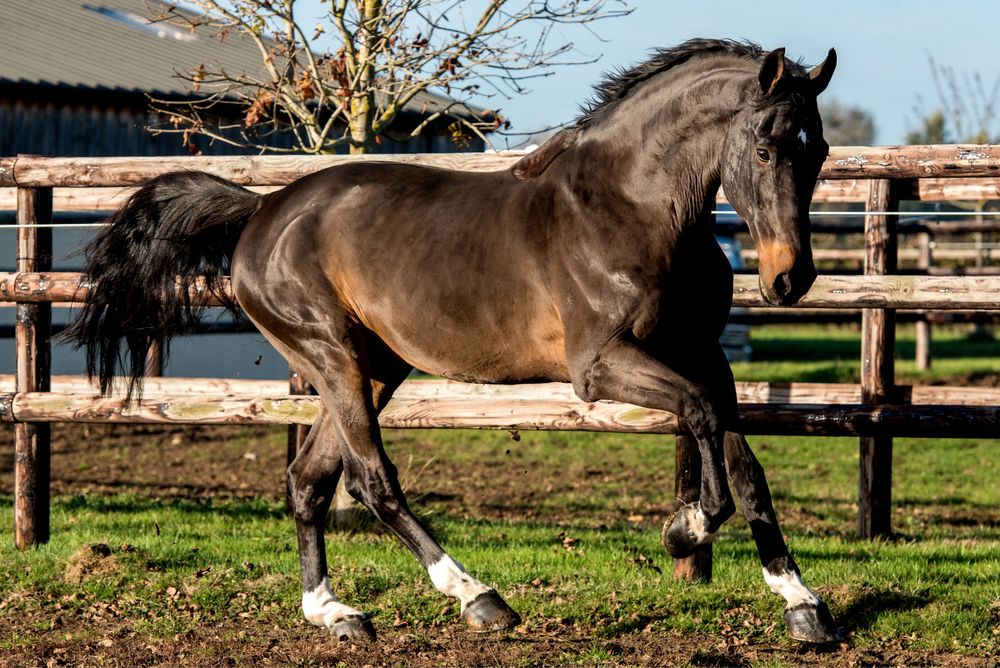 Улокчи от сотилади