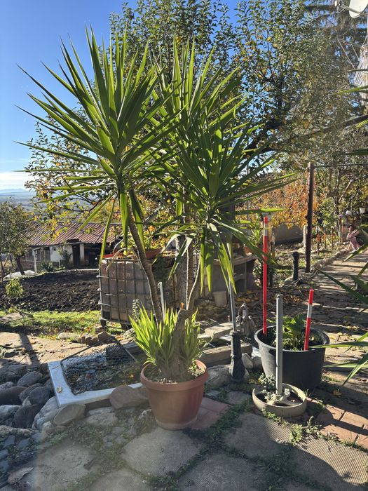 Продажба на Палми! Цена по договаряне!