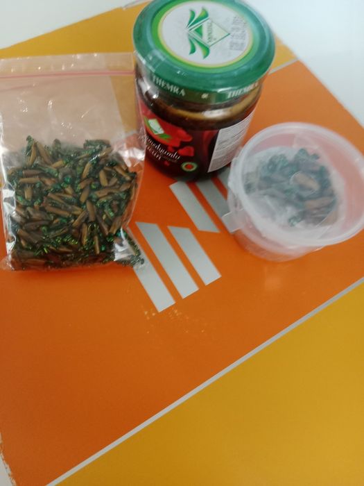 Алтын коныз Майски жук золотой