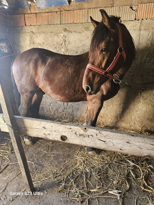 Cal de vanzare are 5 ani