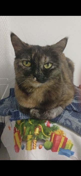 Отдаю кошку в хорошие руки!!!