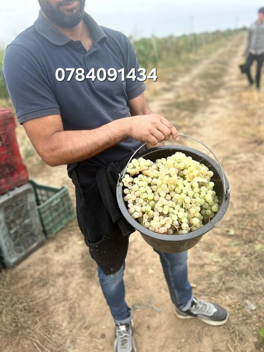 Struguri pentru vin producție 2025