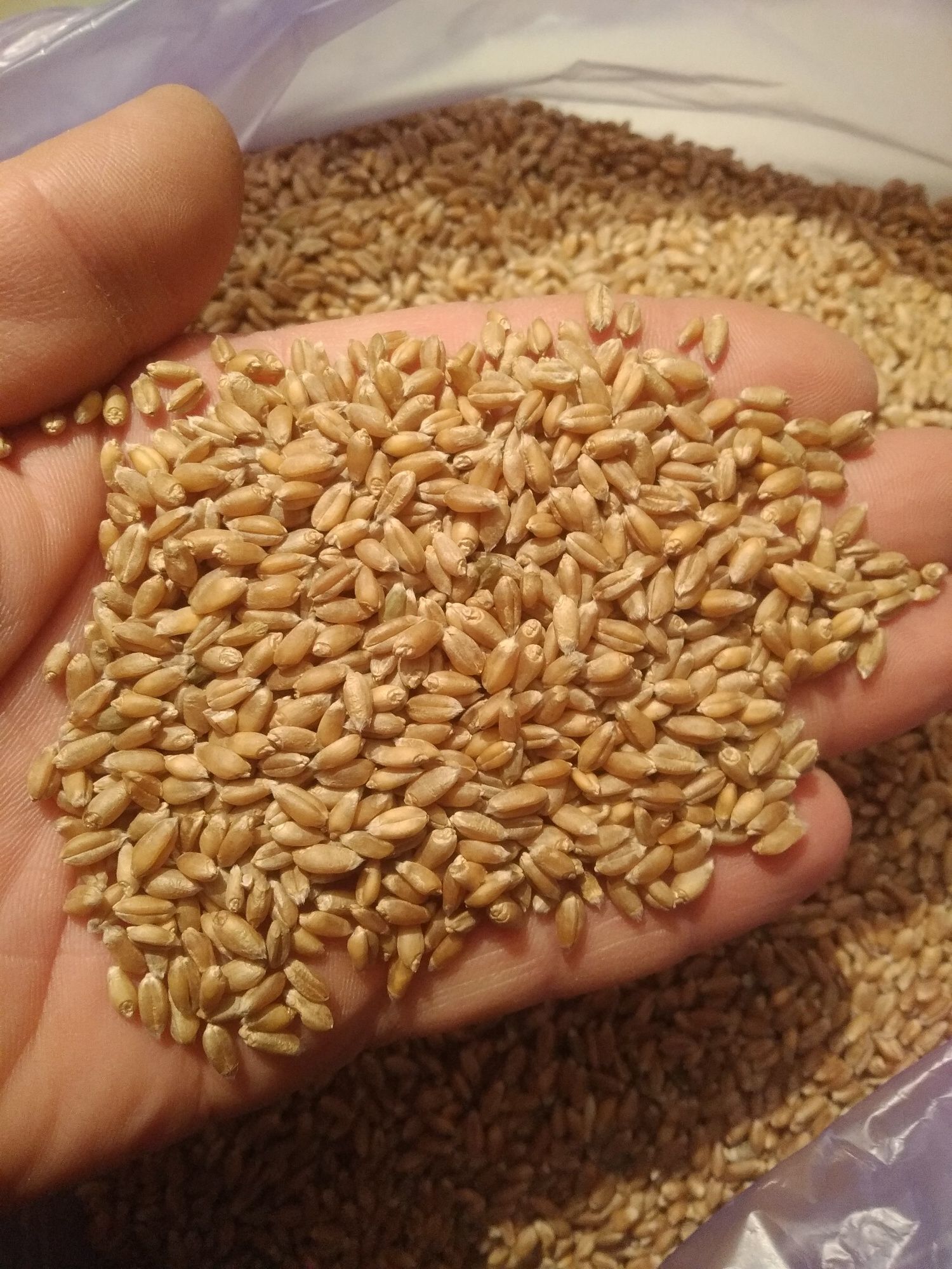 Продам пшеницу на семена