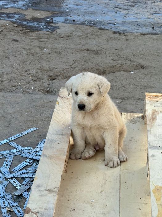 Төбет күшіктері 1-айлық