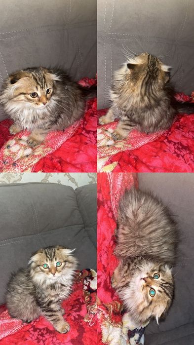 Шотландская вислоухая