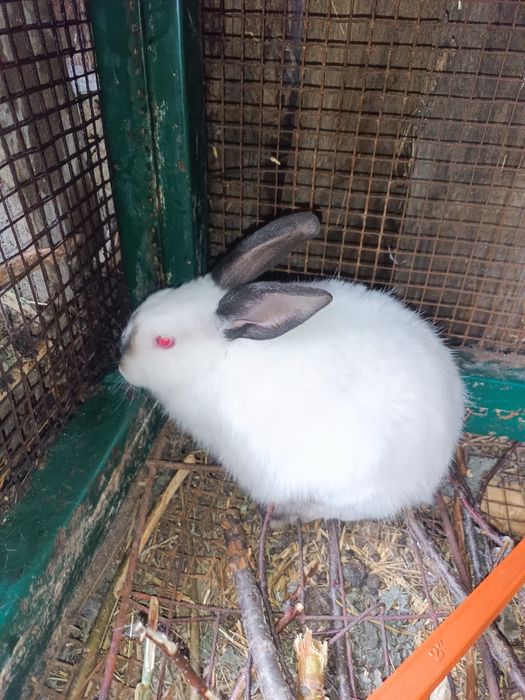 Откормленные для Мяса и Для разведения Кролики. Взрослые и Молодняк.