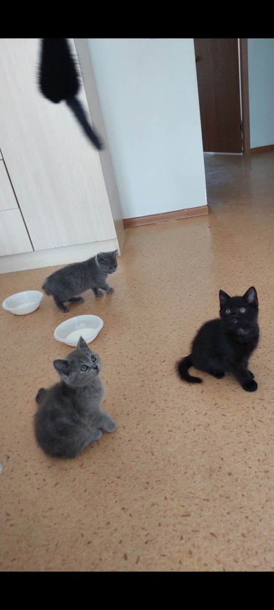 Котята британский 2 месяцев