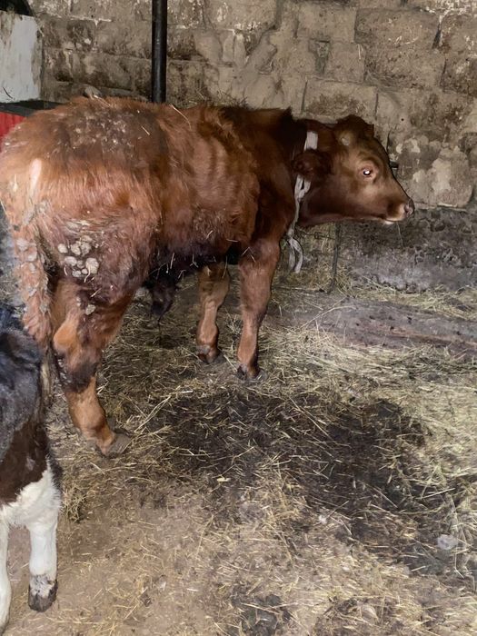 Бычок огыз семыз