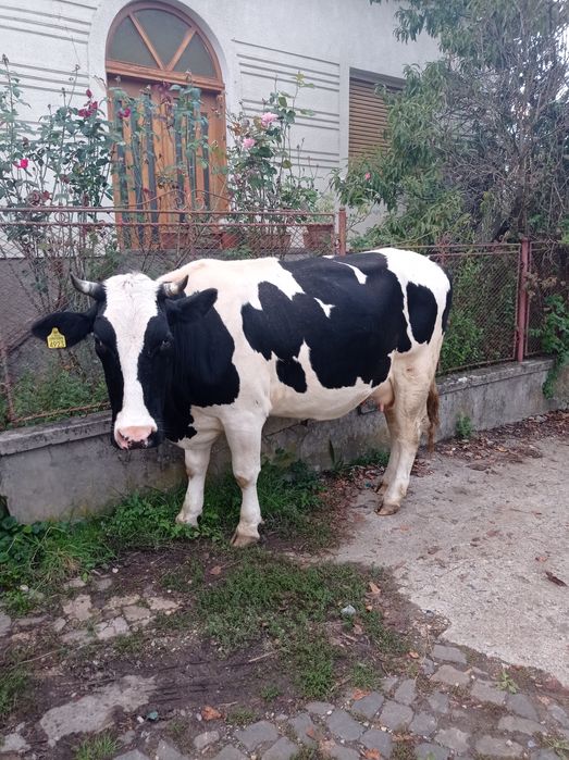 Vând vaca mai multe detalii la telefon