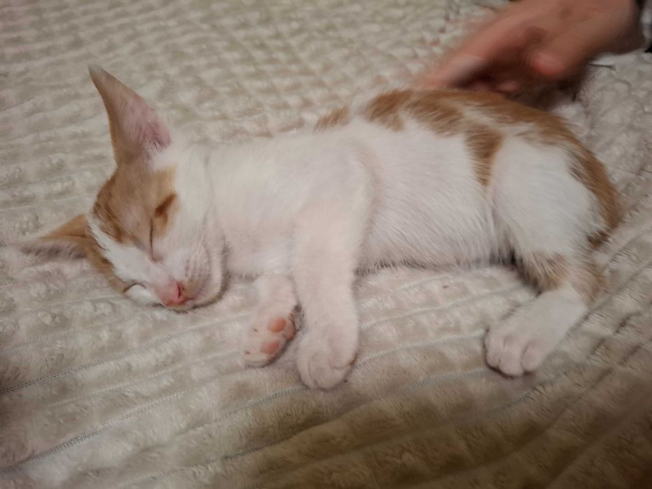 Pisoiasi pt adolptie