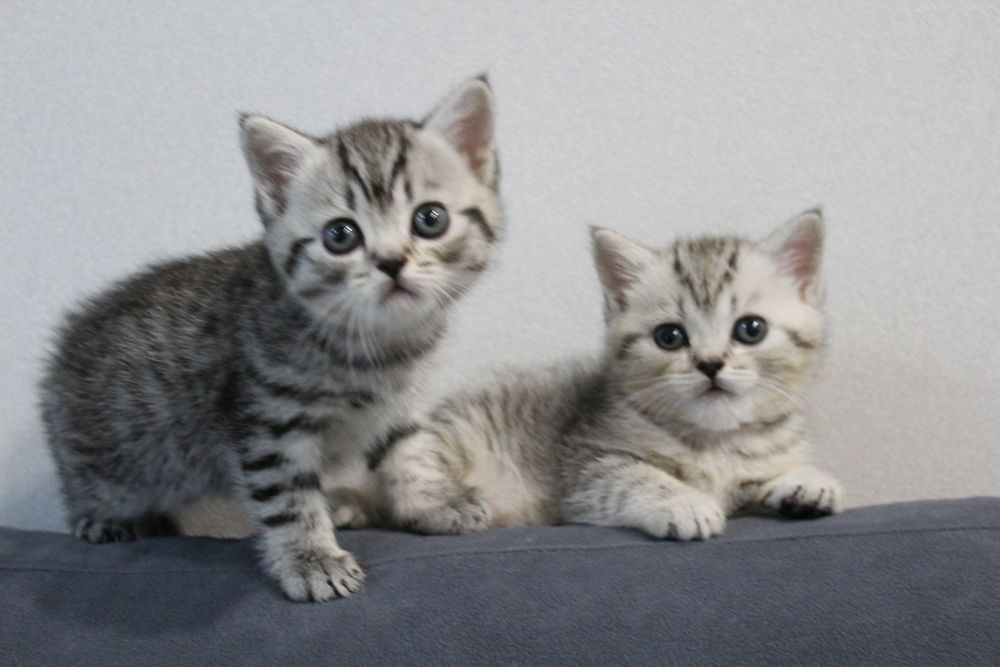Продам британских котят