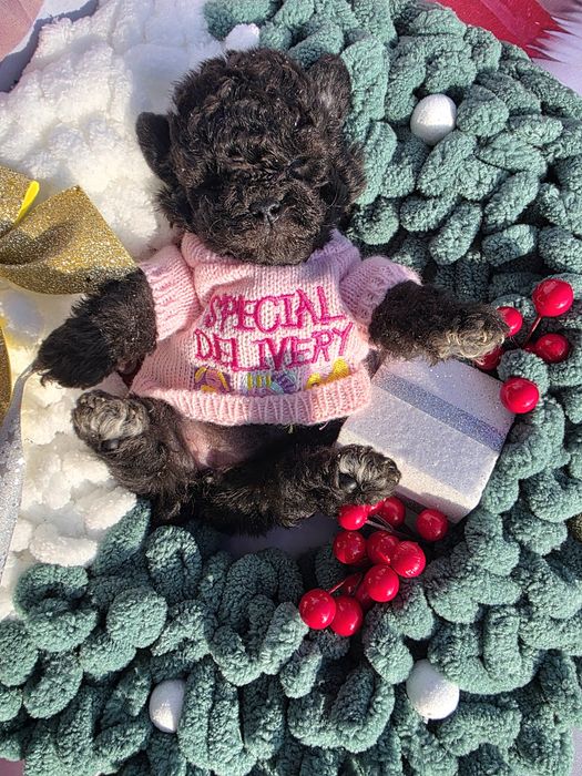 Пудел той сиви с документ за произход