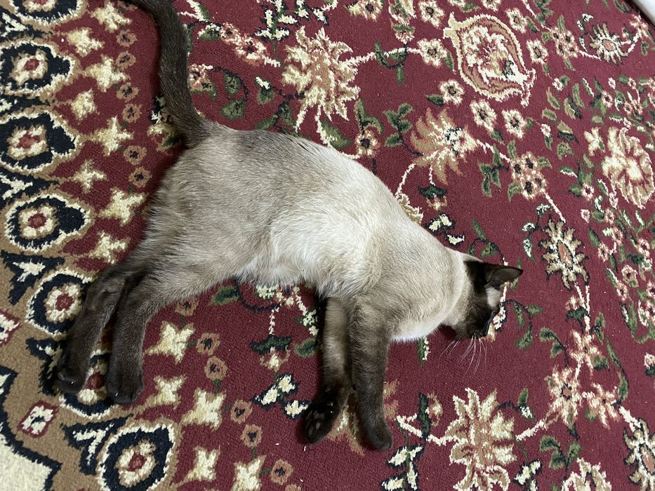 Вязка! Чистокровный красавец баги приглашает на вязку