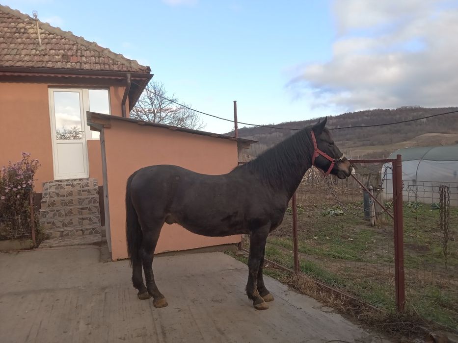 Disponibil animal-cal