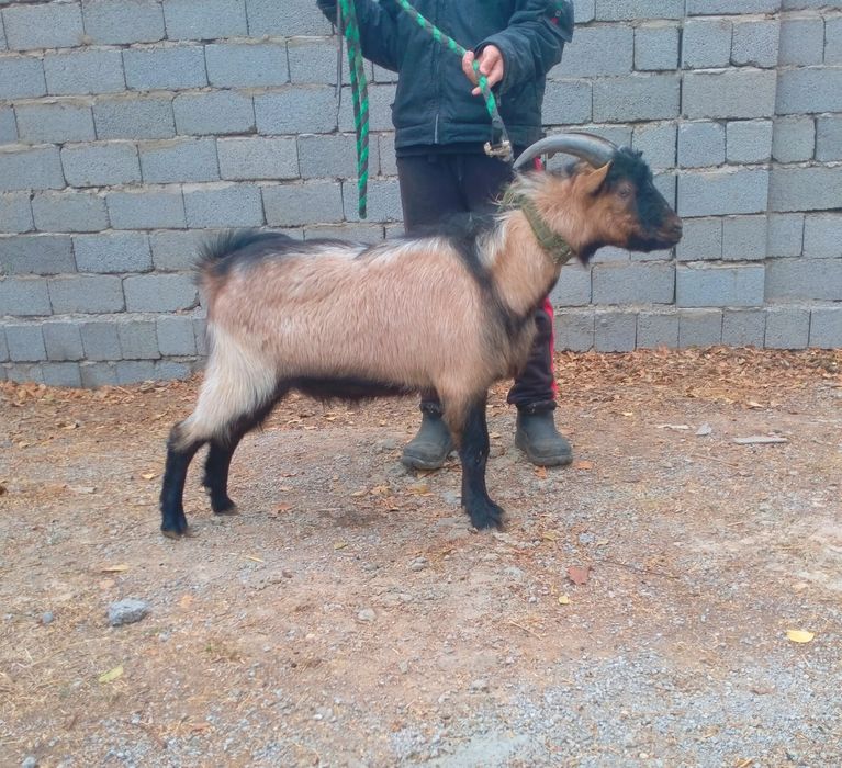 Чех теке сатылады