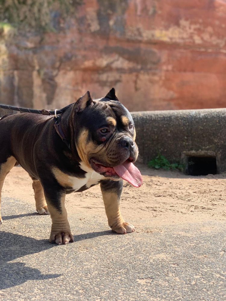 Schimb American bully micro miniatura