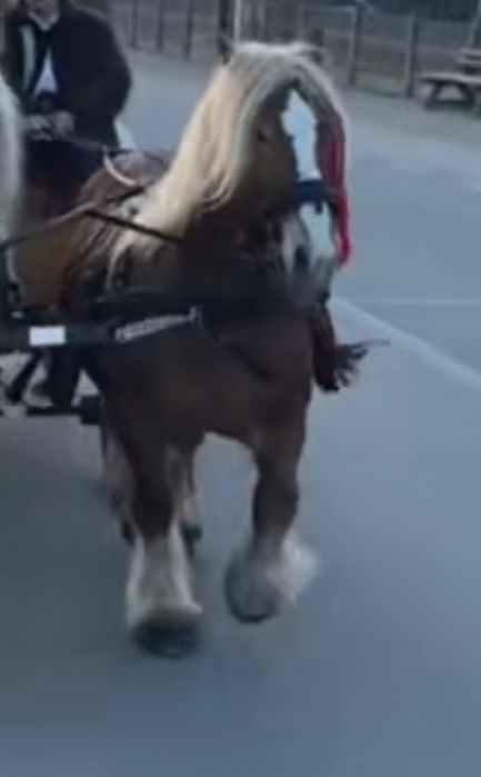 Vand o iapa semi grea romaneasc