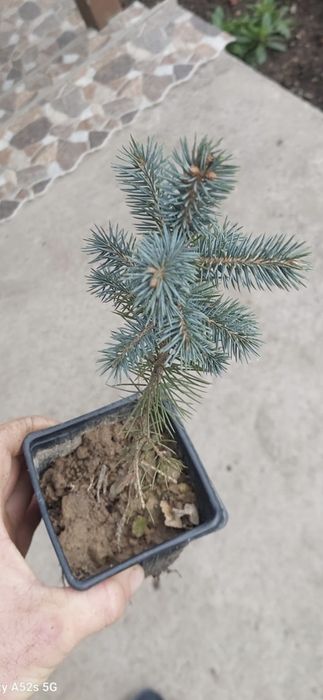 Trandafiri pomisor;De dulceata;Urcatori;Brad 1,4m;Mesteacan;Tei;Liliac