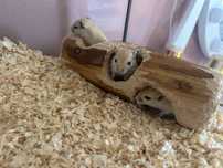 donez puiuti de gerbil