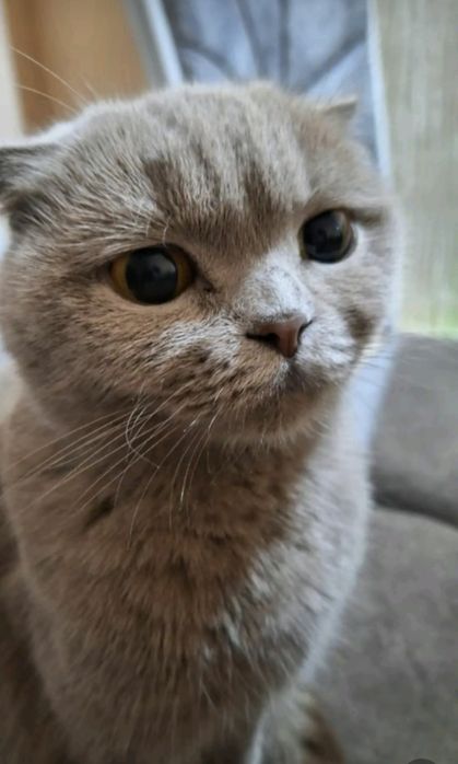 Кошка вислоухая в добрую руку срочно