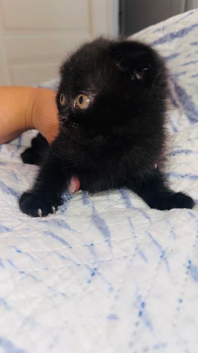 Котенок вислоухий  шотландец