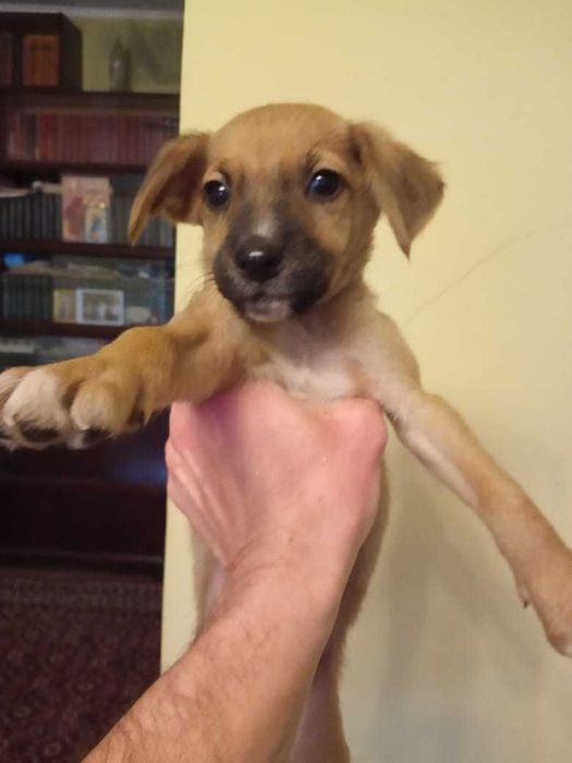 отдам щенков в добрые руки