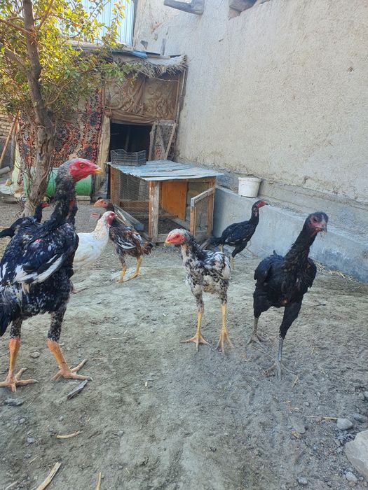 Хурозлар сотилади