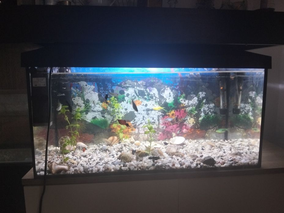 Vând acvariu cu pești