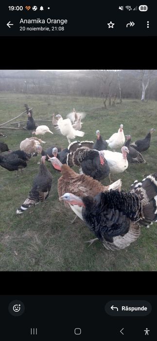 Vând curci de casâ