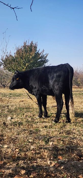 Новвос ва хунажин