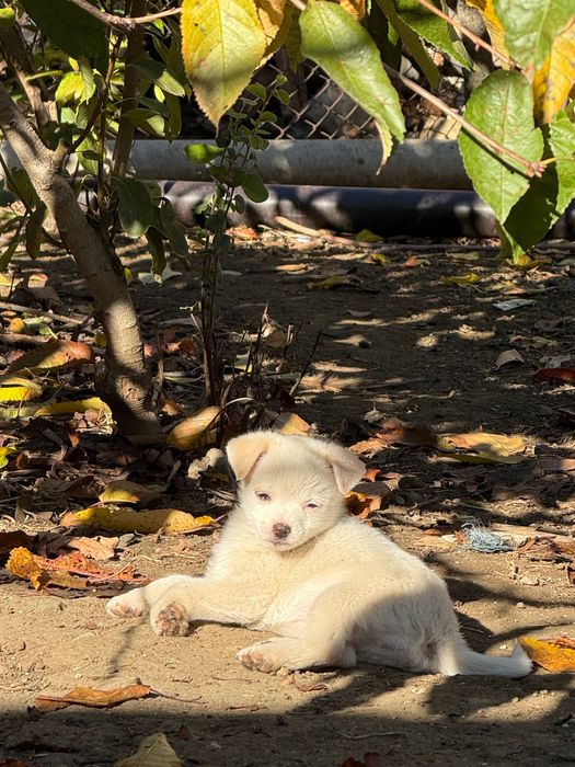 Малки кученца търсят обичливи стопани! Майка-бял пинчер, баща-померан