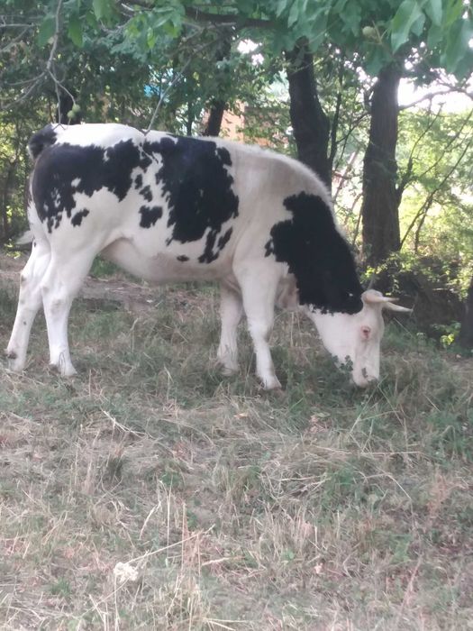 Bovine  de vanzare