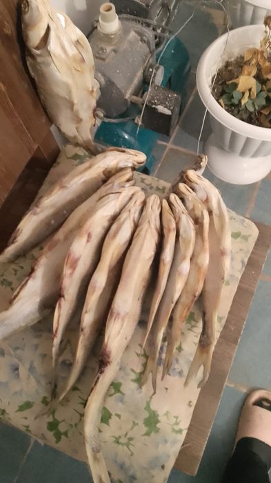 Свежая рыба жерих