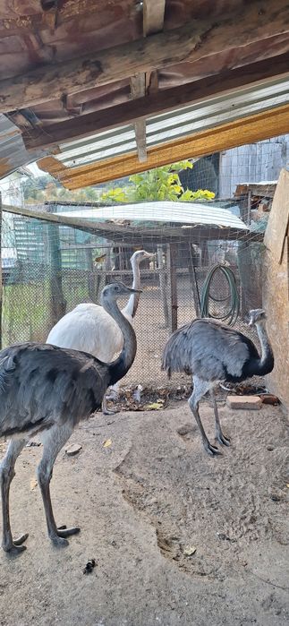 Fazani auriu pe rosu,struti nandu,pauni!