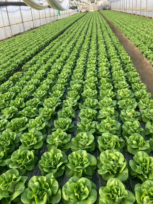 Salata verde de solar