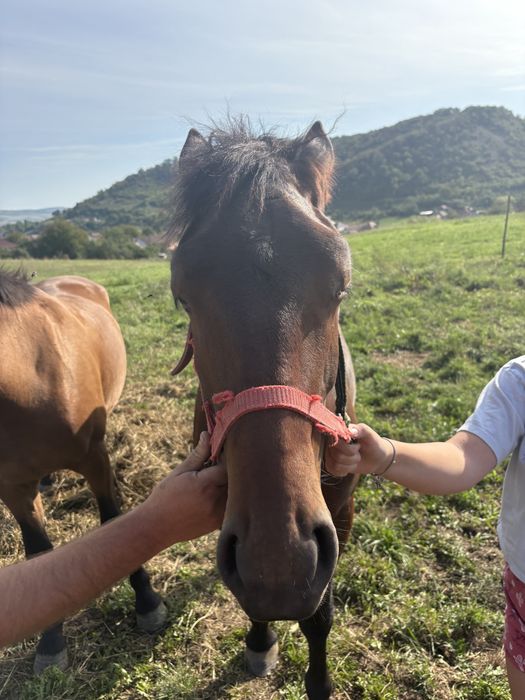 Vand manz semigreu 1 an jumate