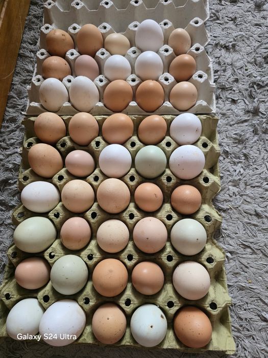 Пресни домашни яйца