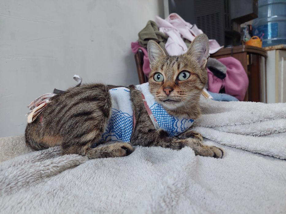 Срочно кошка ищет дом