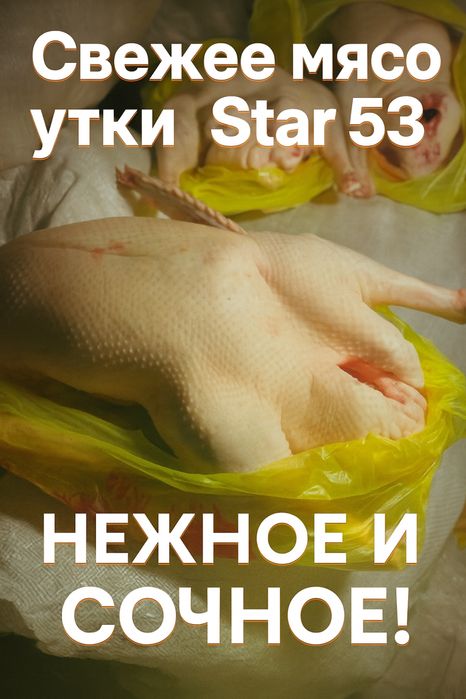 Продам домашних уток Стар 53