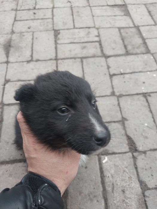 Отдам щенят бесплатно