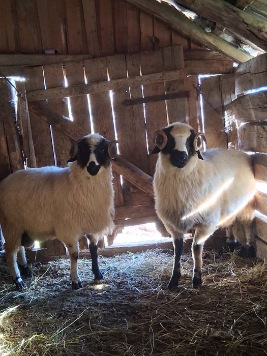 Berbecuti de vanzare