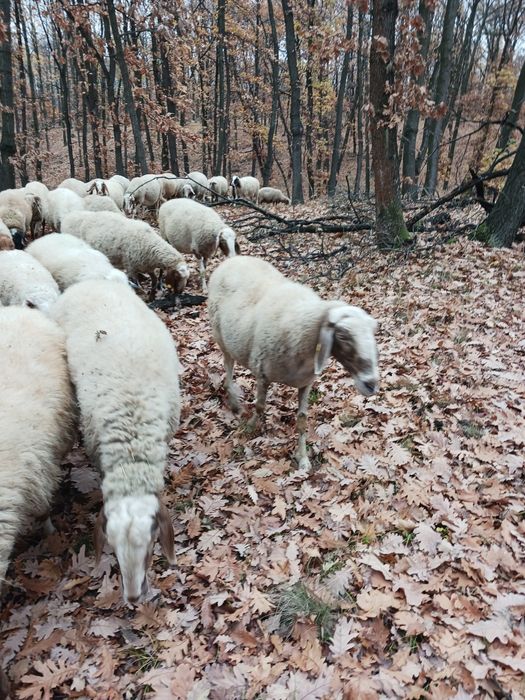 Продавам овце Аваси и Асаф