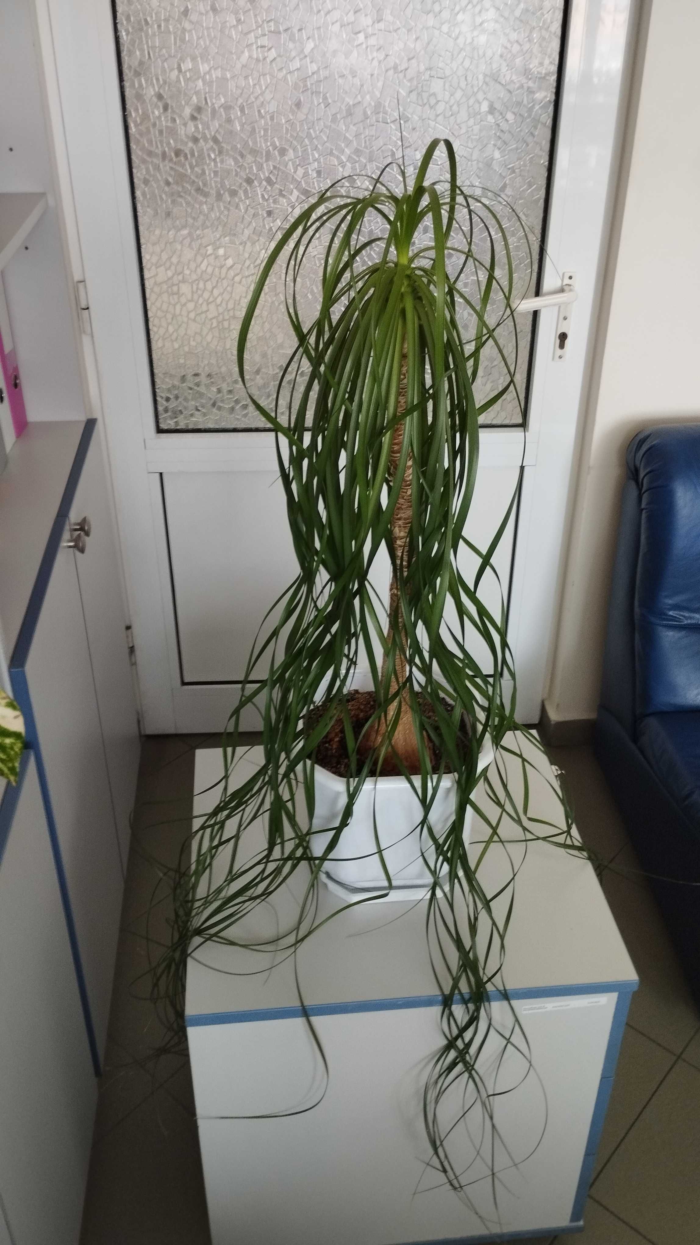 Продавам  20г .Нолина